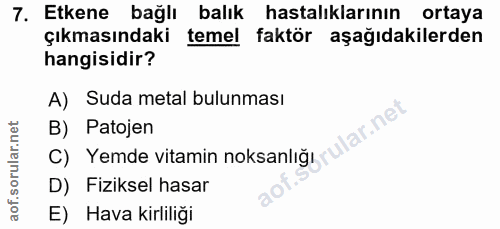 Soru 7