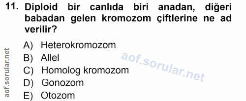 Soru 11