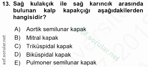 Soru 13