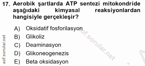 Soru 17