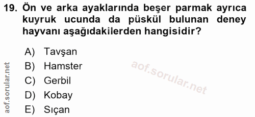 Soru 19