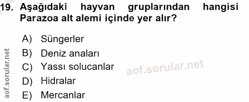 Soru 19