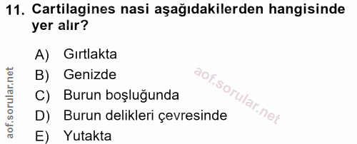 Soru 11