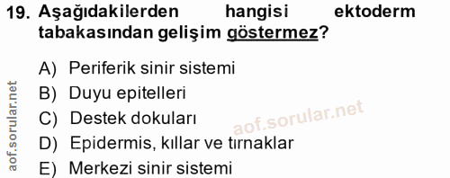 Soru 19