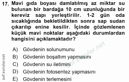 Soru 17
