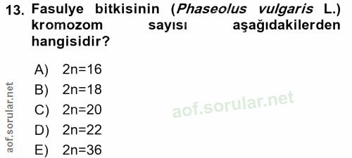 Soru 13