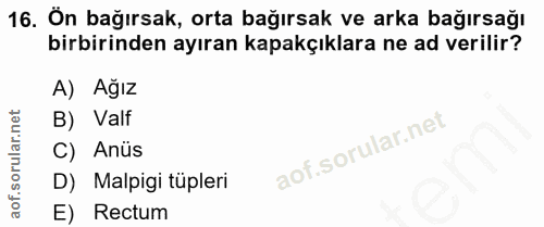Soru 16