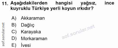 Soru 11