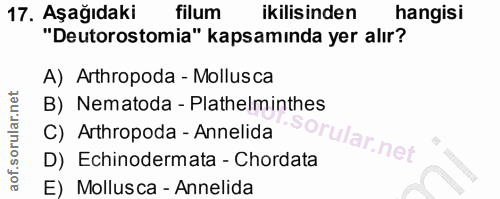 Soru 17