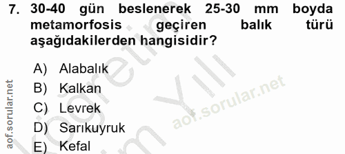 Soru 7