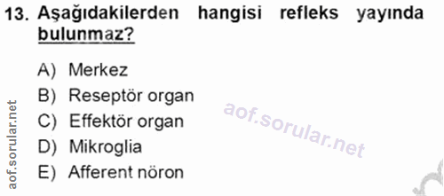 Soru 13