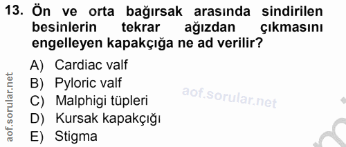 Soru 13