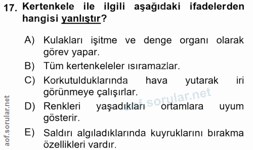 Soru 17