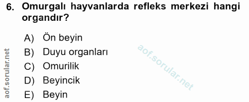 Soru 6