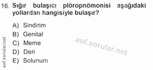 Soru 16