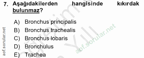 Soru 7