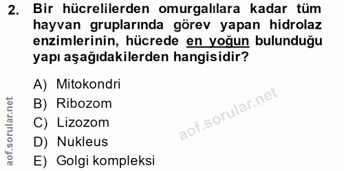 Soru 2