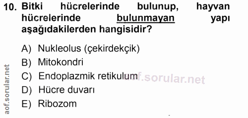 Soru 10