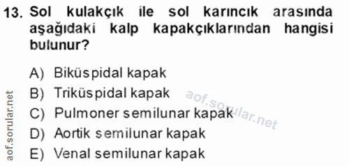 Soru 13