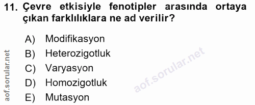 Soru 11