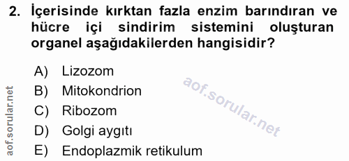 Soru 2