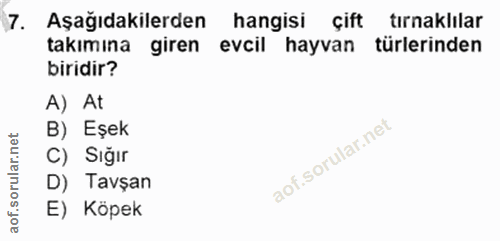 Soru 7