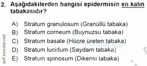 Soru 2