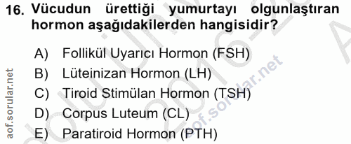 Soru 16