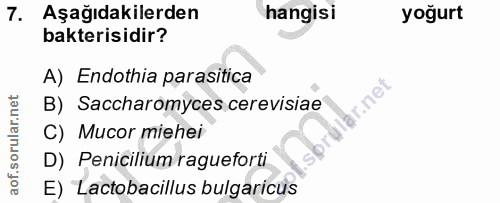 Soru 7