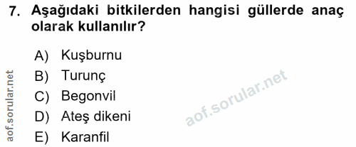 Soru 7