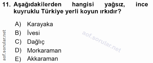Soru 11