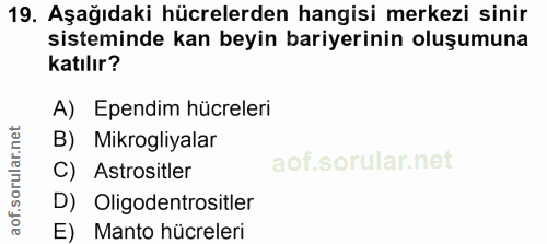 Soru 19
