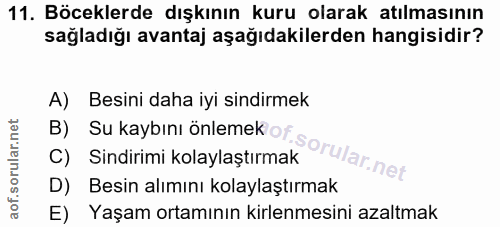 Soru 11