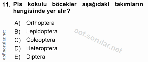 Soru 11