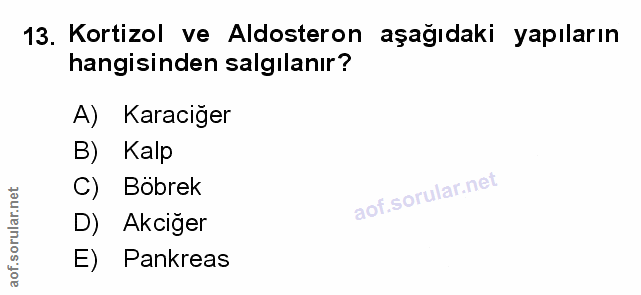 Soru 13
