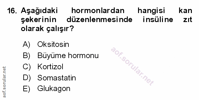 Soru 16