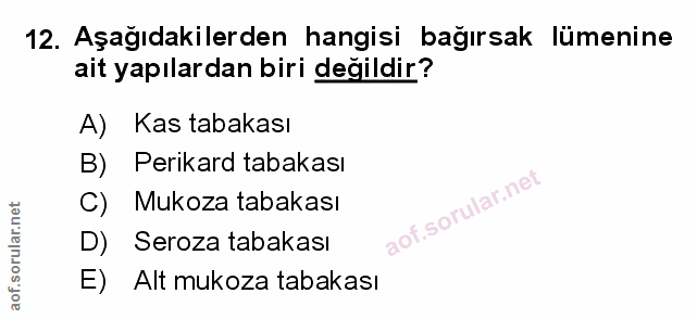 Soru 12