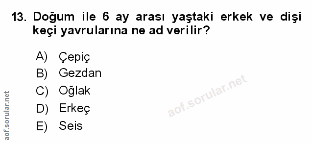 Soru 13