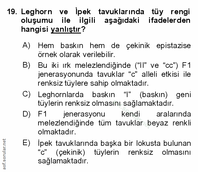 Soru 19