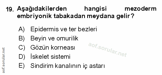 Soru 19