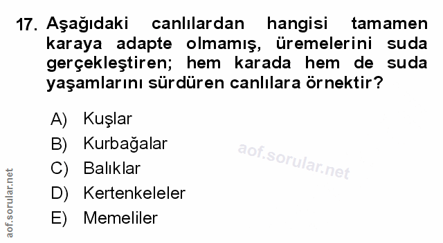 Soru 17