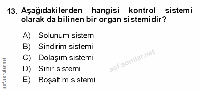 Soru 13