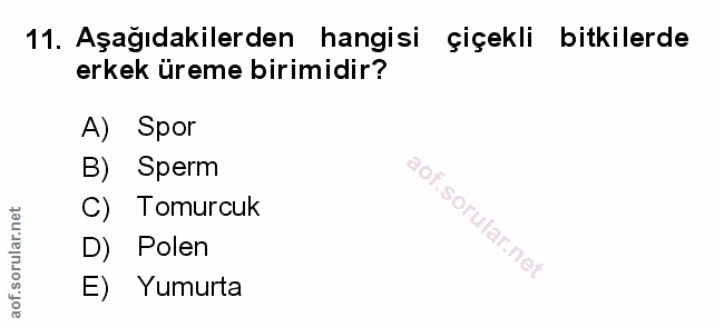 Soru 11