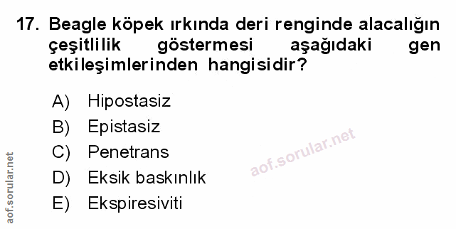 Soru 17