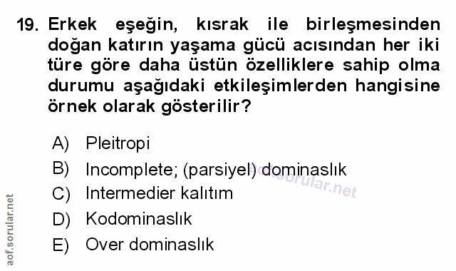 Soru 19