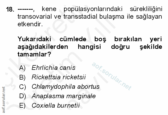 Soru 18