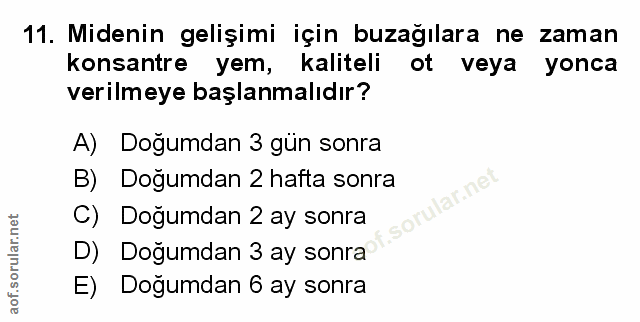 Soru 11