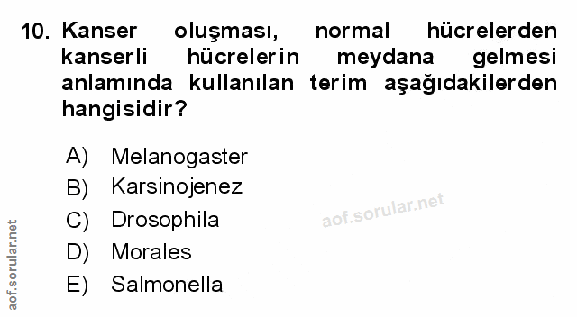 Soru 10