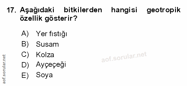 Soru 17