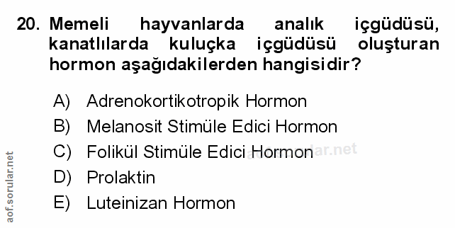 Soru 20